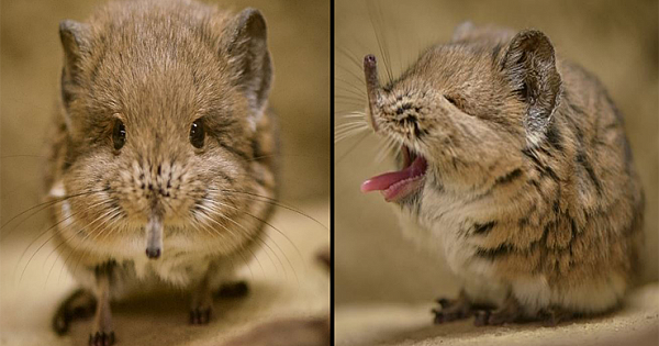 Elephant Shrews Charm Visitors With Funny Expressions