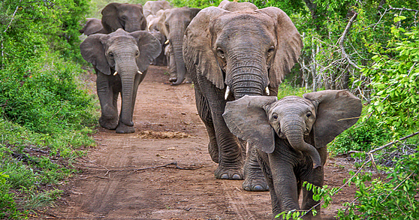 Elephants Travel 12 Hours To Mourn Human Who Rescued Them