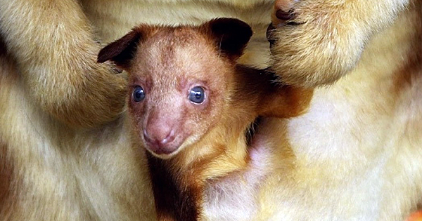 Endangered Orphaned Baby Tree Kangaroo Saved in World First