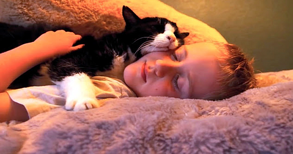 Family Adopted A 20 Year Old Cat From The Shelter, Never Expected How Much Love He Had Left To Give