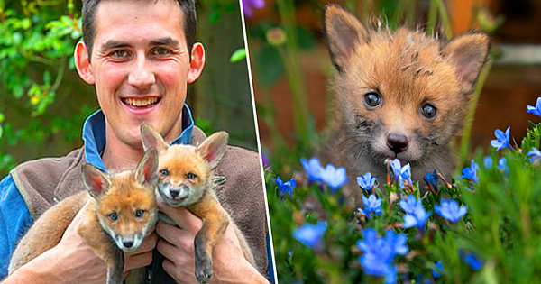Farmer Saves Four Fox Cubs After Performing C-Section On Mother Who Was Hit By Car