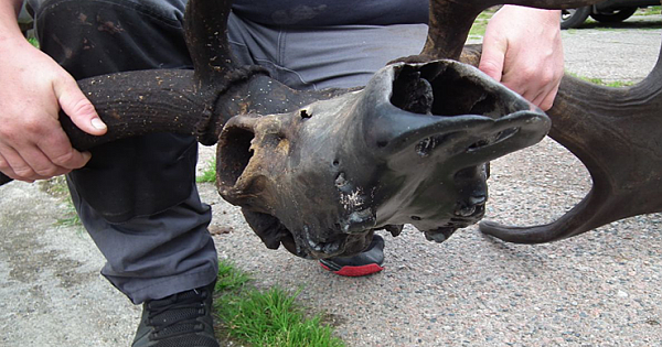 Gigantic 10,000-Year Old 'Irish Elk' Skull Discovered By Fisherman