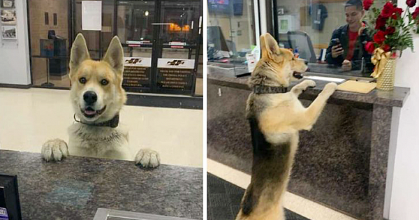 Good Boy Strolls Into Police Station To Report Himself Missing