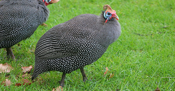 Guinea Fowl Prevent Lyme Disease By Eating Up To 4000 Ticks Per Day