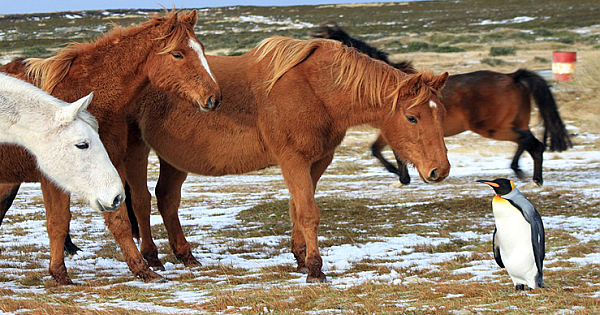 Heart-warming Moment Herd Of Horses Adopt A Lost Penguin Into Their Group