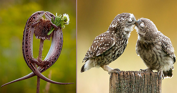 Heart-warming Pictures O f Animals in Valentine's Day. Kangaroos kiss, snails smooch and owls share a peck