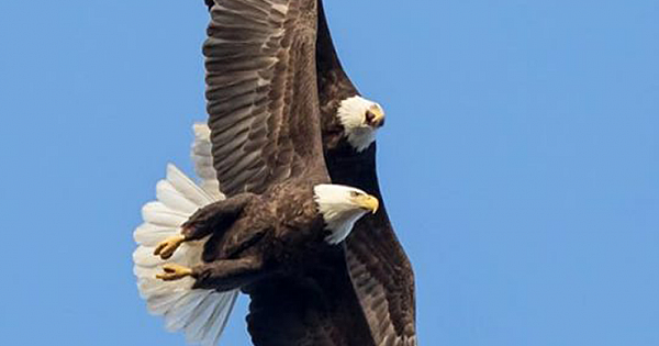 Love Is In The Air: Bald Eagles Spotted Showing Their Love For Each Other