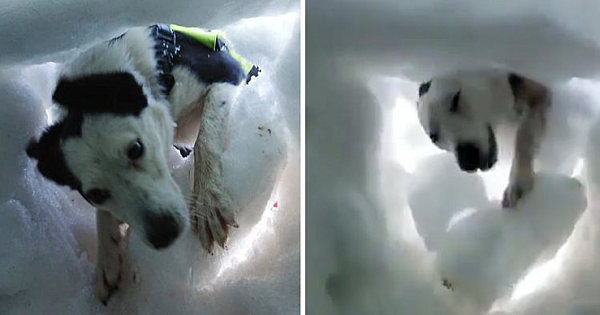 Man Buried In Snow Films Mountain Rescue Dog Saving Him During Training Session, And It's Adorable