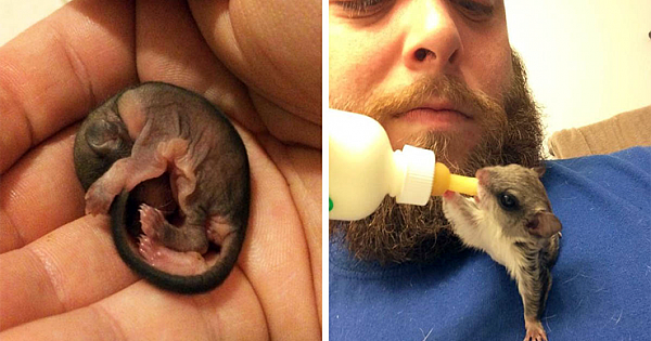 Man Rescues Dying Baby Critter From Street And It Defies All Odds