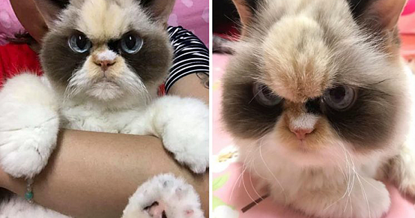 Meet Meow Meow, The Fluffy New Grumpy Cat That Is Going Viral On Instagram
