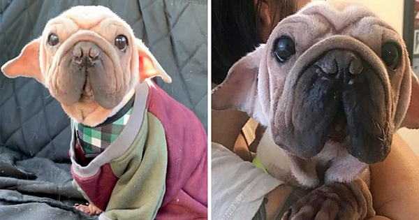 Meet Mork Skywalker, The Adorable Rescue Puppy That Looks Just Like Baby Yoda