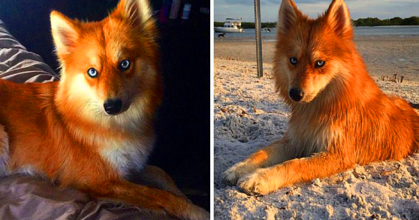 Meet Mya, The Pomeranian-Husky Mix That Looks Just Like A Little Fox