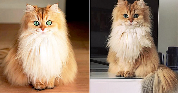 Meet Smoothie, The World's Most Photogenic Cat
