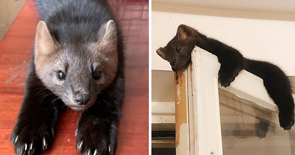 Meet Umora, The Adorable Sable Rescued From A Fur Farm The Internet Has Fallen In Love With