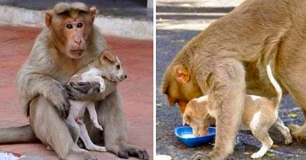 Monkey Saves Tiny Puppy From Stray Dogs, "Adopts" Him, And Even Lets Him Eat First