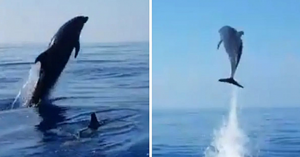 Mother Dolphin Jumps For Joy, After Fishermen Release Her Calf From Net