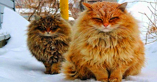 Norwegian Forest Cats: The Pets of the Vikings