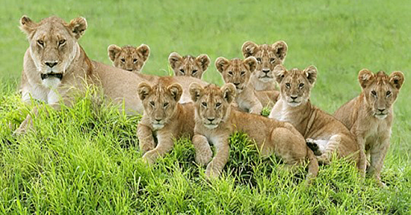 Once In A Lifetime Photos Show A Lion Family Posing For A Photographer