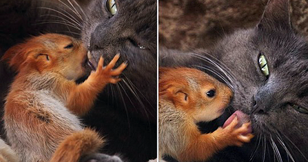 Orphaned Baby Squirrels Find Comfort In An Unlikely Foster Cat Mom