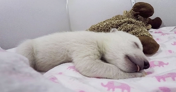 Orphaned Polar Bear Sleeps With Her Own Stuffed Animal And Wins Everyone's Heart