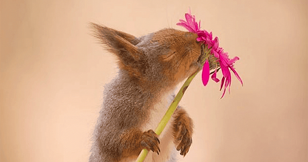 Photographer Captured Squirrels Every Day For Six Years And Here Are The Incredible Results
