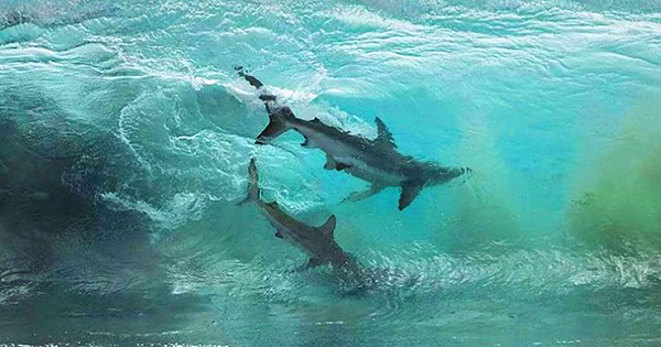 Photographer Captures Amazing Shot of Two Sharks Caught Inside a Glassy Wave