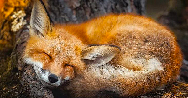 Photographer Proves Real-Life "Fairy Forests" Exist, And They Are In Finland