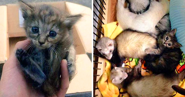 Rescue Kitten Has Been 'Adopted' By Five Ferret Brothers, And Their Photos Are Adorable