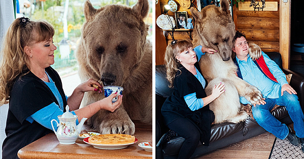Russian Couple Adopted An Orphaned Bear, After 23 Years They Still Live Together