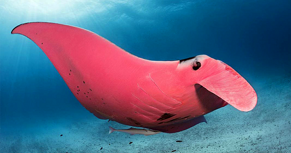 Stunning Photographs Of The Great Barrier Reef's Pink Manta Ray