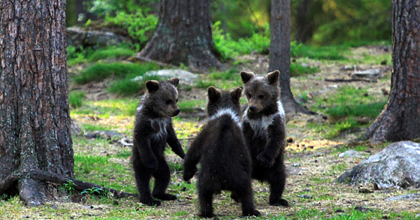 Teacher Stumbles Upon Baby Bears &#039;Dancing&#039; In Finland Forest, Thinks He&#039;s Imagining It