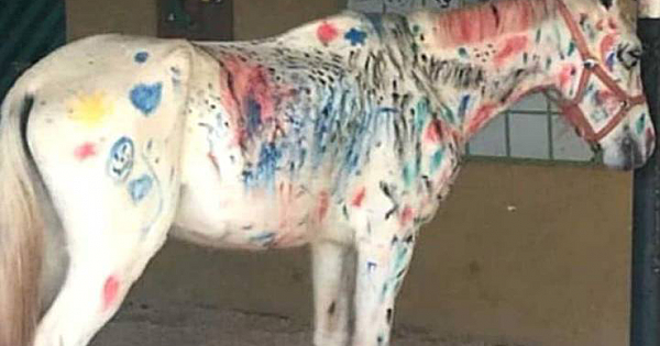 Teachers Ask Children To Paint A Horse Instead Of A Canvas At A School Activity
