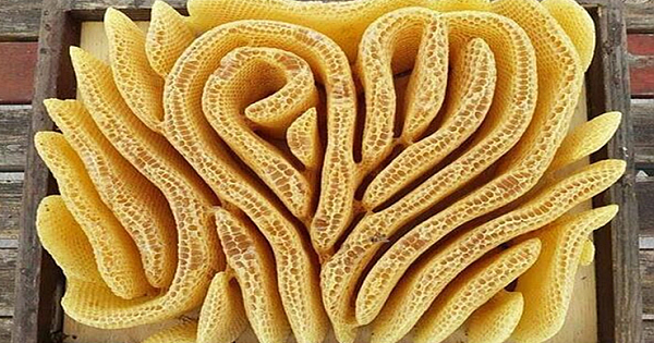 The Artwork Of Bees Can Be Absolutely Stunning