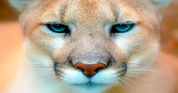 The Eastern Puma Is Officially Extinct, After Humans Destroy Its Wild Habitat