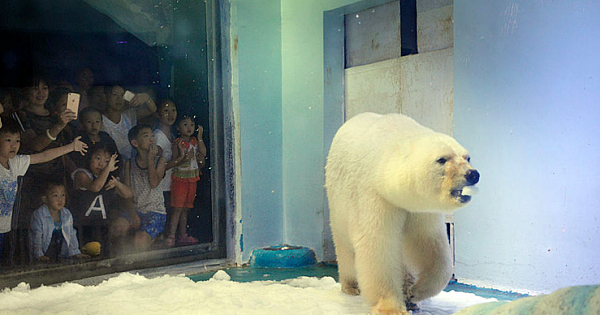 "The Saddest Polar Bear In The World" Lives Behind Glass In A Shopping Mall In China