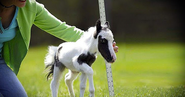 The World's Smallest Horse, Einstein, Is Bundle Of Energy