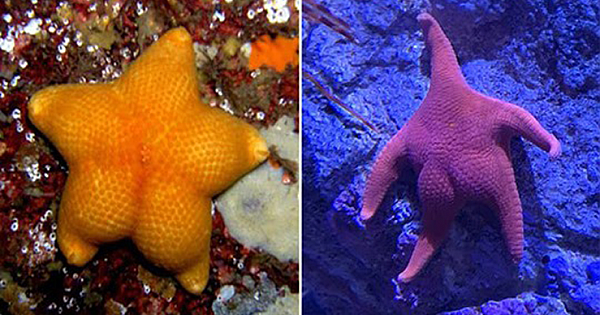 These Photos Of Starfish Butts Will Make Your Day