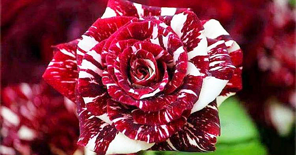 These Romantic Roses Grow With Both Red and White Petals