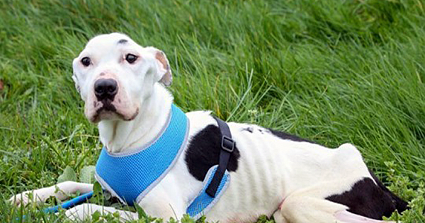 Thinnest Dog Ever' Who Ate Glass And Batteries To Survive Is Now Looking For His Forever Home