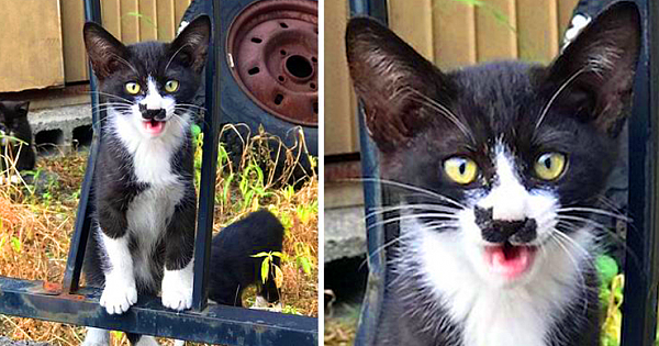 This Cat Has A Mark On His Face That Looks Just Like Another Tiny Cat
