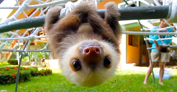 This Group Of Rescue Baby Sloths Has A Squeaky Conversation And It's Just Adorable