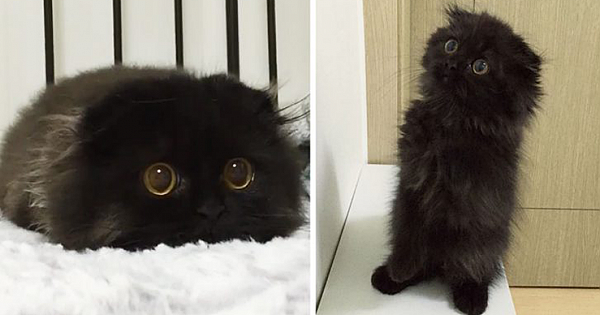 This is Gimo, The Cat With Unbelievably Cute Big Eyes The Internet Has Fallen In Love With