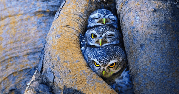 This Photographer Captures Photos Of Owls Like None You've Ever Seen