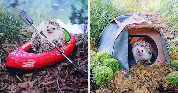 Tiny Hedgehog Goes Camping With His Tiny Equipment, And The Photos Are Adorable