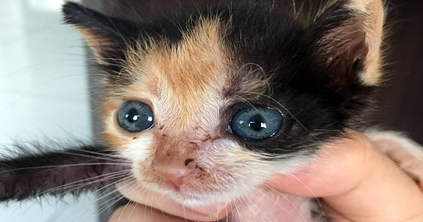 Tiny Kitten Rejected By Her Own Mom Is Given A Second Chance By A Loving Human Dad