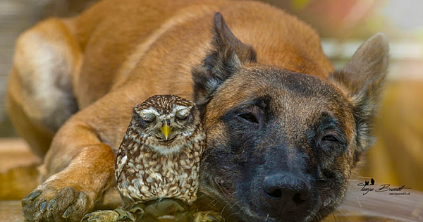 Tiny Owl Needs to Be Protected, Becomes Best Friends with Giant German Shepherd to Look After Him