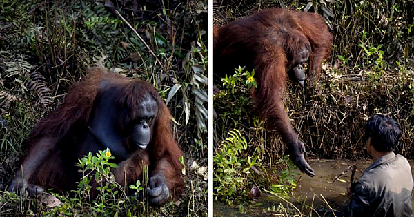 Touching Images Show Orangutan Reaching Out To Save Man's Life Thinking He Had Fallen Into Snake-Filled River