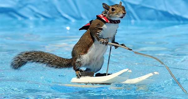 Twiggy The Water Skiing Squirrel No Longer Welcome In Toronto