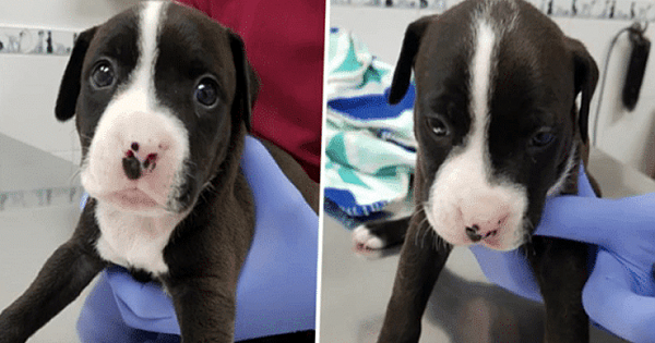 Unwanted Puppy Left Absolutely Heartbroken After Being 'Thrown In Bin' The Day After Christmas
