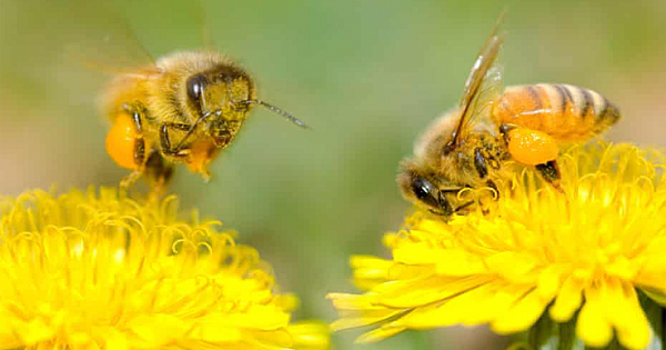 Want to Help the Bees? Leave the Dandelions Alone This Spring